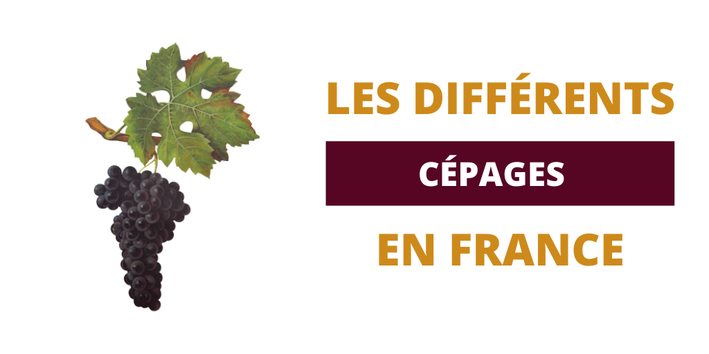 Les Différents Cépages en France