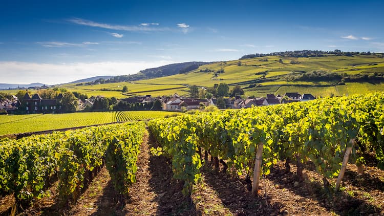 Les vins de la région de la Bourgogne : Les secrets de la cote d'Or