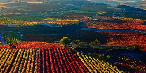 Les différentes régions viticoles du monde et leurs vins emblématiques