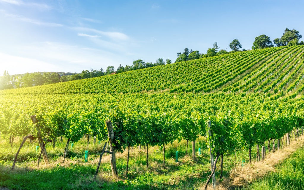 Tout ce que vous devez savoir sur les vins biodynamiques