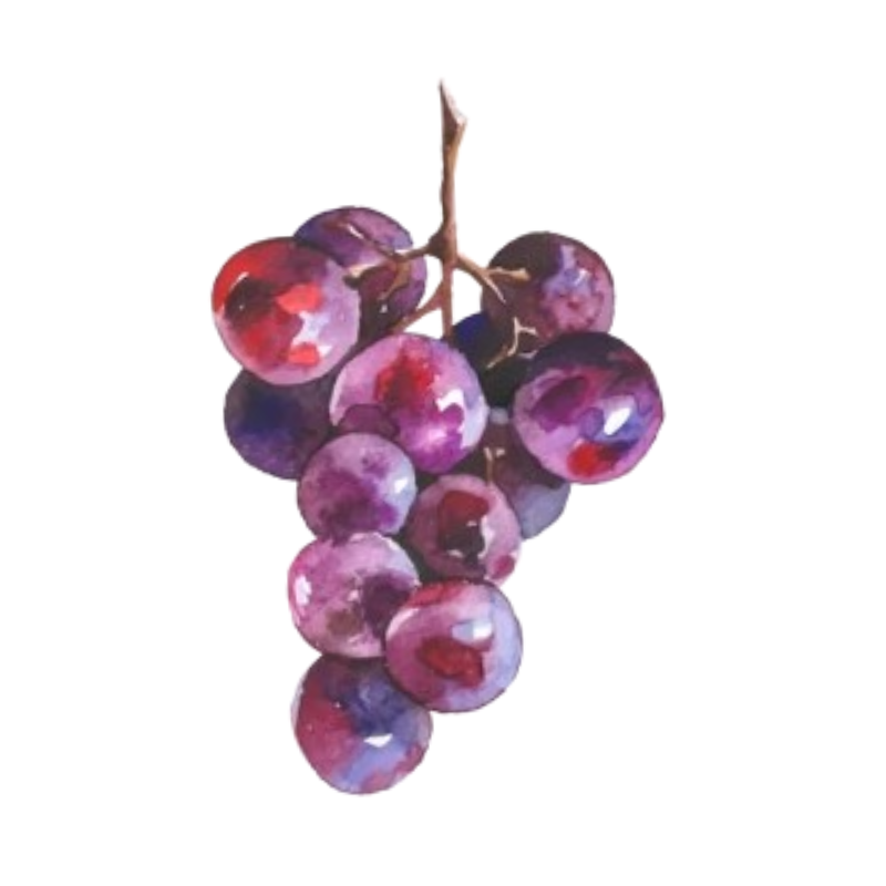 Michel Sarrazin et Fils Bourgogne Pinot Noir Vieilles Vignes 2023